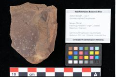 Foto (Objekt + Etikett) von Xylomites daphnes Ettingshausen (NHMW-GEO-2024-0188-0061)